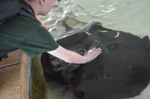 Lucas touches a stingray